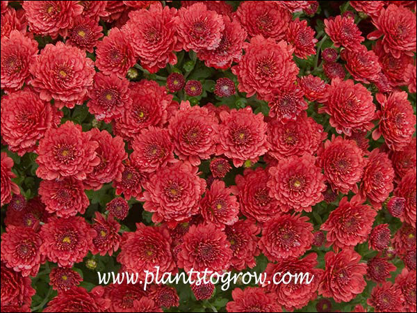 Aideen Red Fire Garden Mum